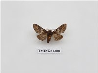 藏品(黑脈紋舟蛾)的圖片